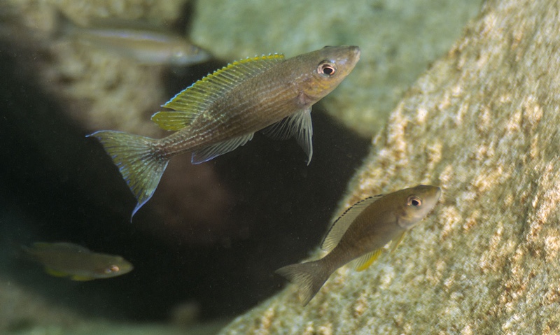 Paracyprichromis brieni 'Kibige Island'